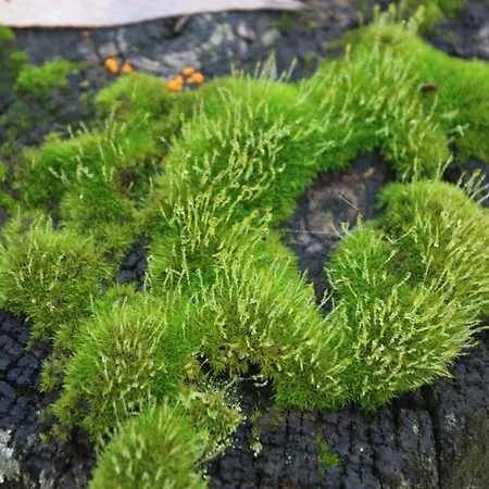 Üdülőpark Nordic Park 3*