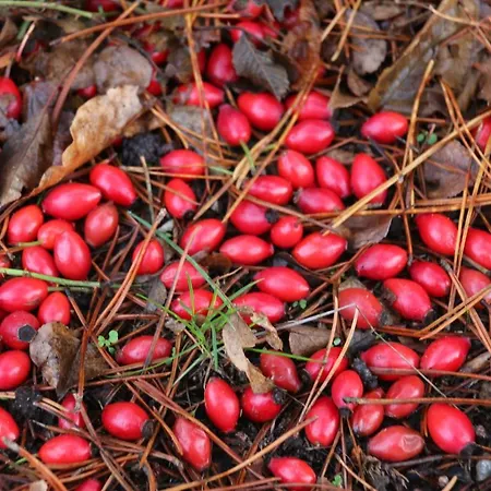 Nordic Park Aldeamento Turístico 3*