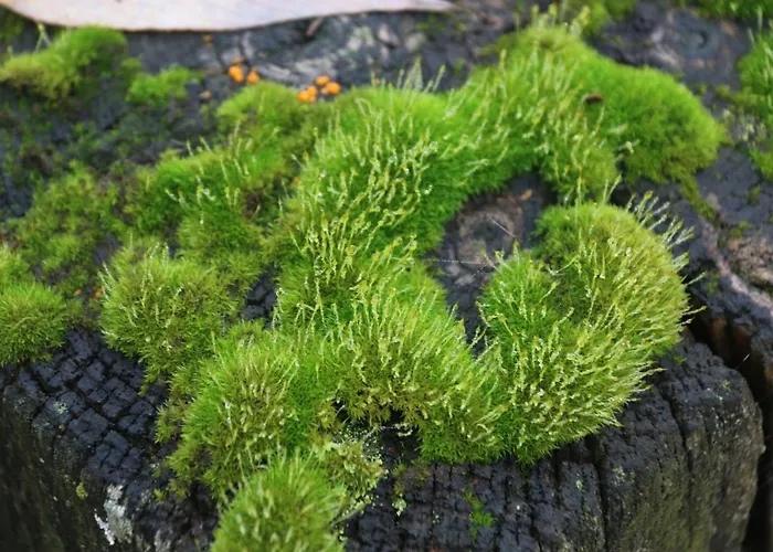 База отдыха Nordic Park 3*