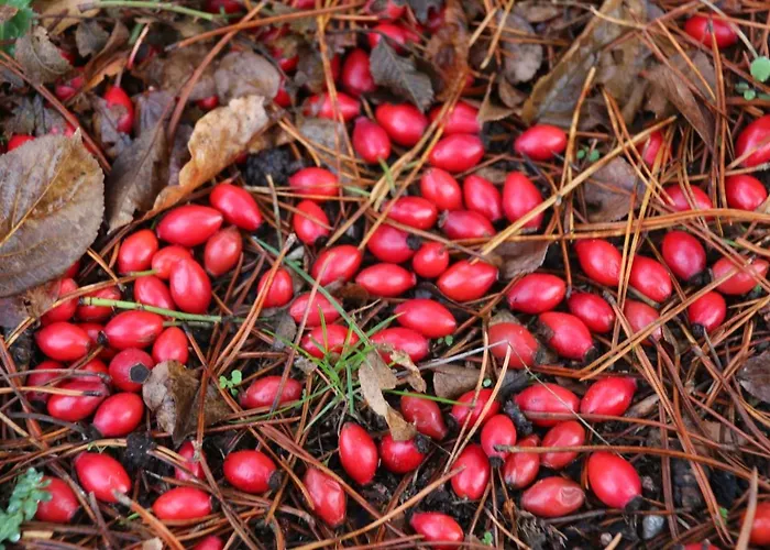 Nordic Park Prázdninový areál 3*